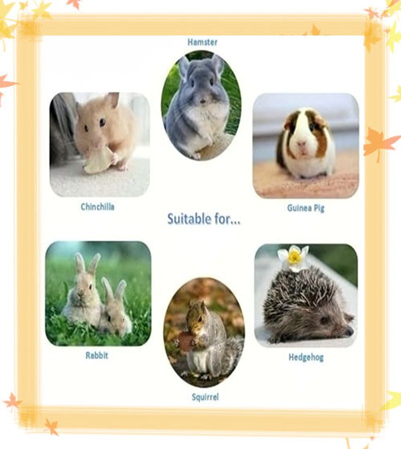 15cps Wooden  Pet  Toy Hamster Rabbit Guinea Pig Parrot Play Molar Supplies