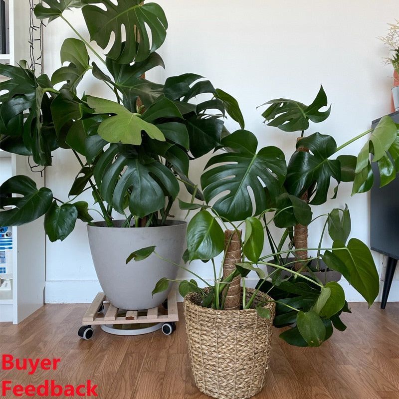 Plant Cages Supports Reusable Plant Climbing Stand Durable Flower Plants Support for Balcony Garden Courtyard Easy to Use 1PC